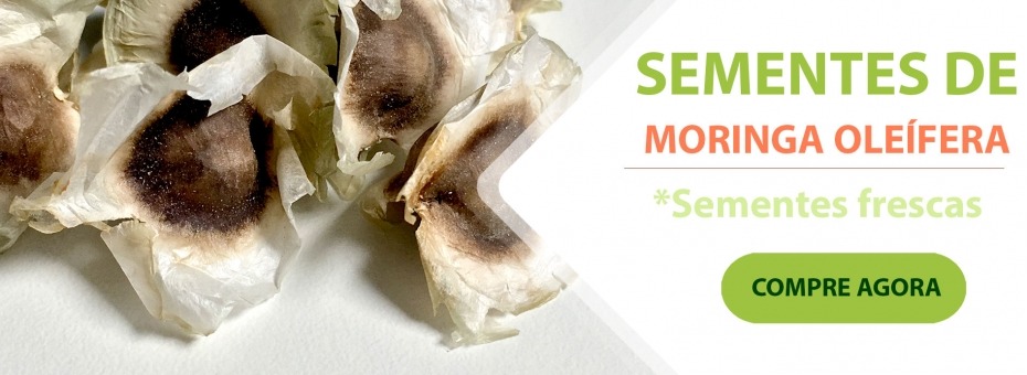 SEMENTES DE MORINGA OLEÍFERA