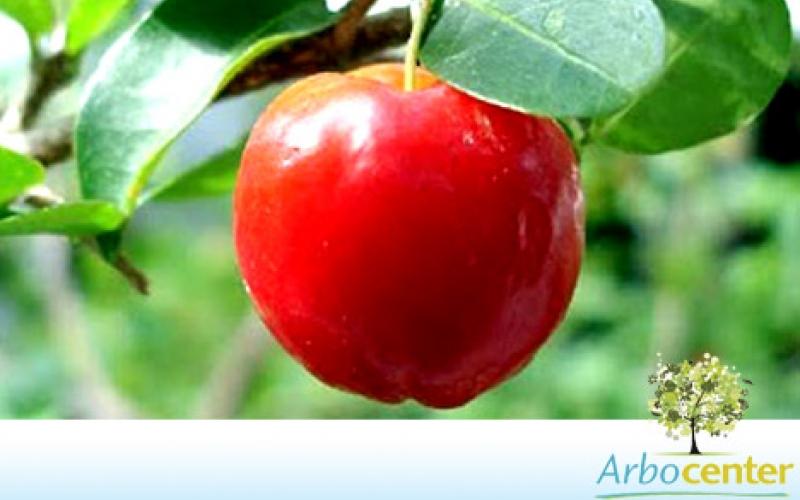 Sementes de Acerola