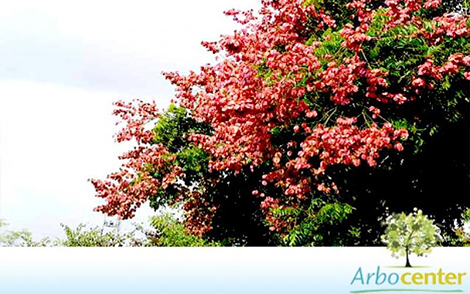 Sementes de Árvore da China (Koelreuteria bipinnata Franch.)