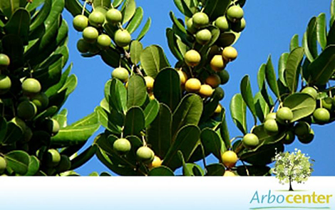 Sementes de Abricó da Praia (Labramia bojeri)