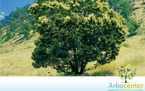 Sementes de Acácia Negra  (Acacia mearnsii De Wild.)