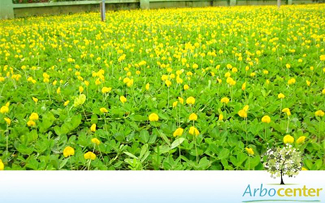 Sementes de Amendoim Forrageiro (Arachis pintoi cv Amarillo MG-100)