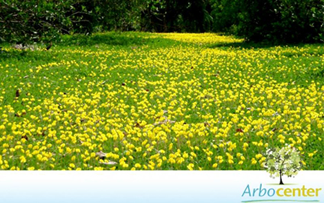 Sementes de Amendoim Forrageiro (Arachis pintoi cv Amarillo MG-100)
