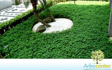 Sementes de Amendoim Forrageiro (Arachis pintoi cv Amarillo MG-100)
