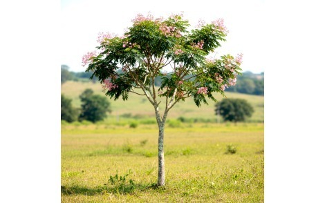 Arvore de Angelim doce