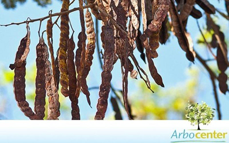 Angico do Campo Anadenanthera macrocarpa (benth.) Brenan
