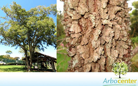 Sementes de Angico do Cerrado (Anadenanthera falcata (Benth.) Speg.)