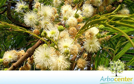 Sementes de Angico do Cerrado (Anadenanthera falcata (Benth.) Speg.)
