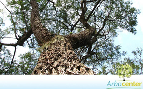 Sementes de Angico do Cerrado (Anadenanthera falcata (Benth.) Speg.)