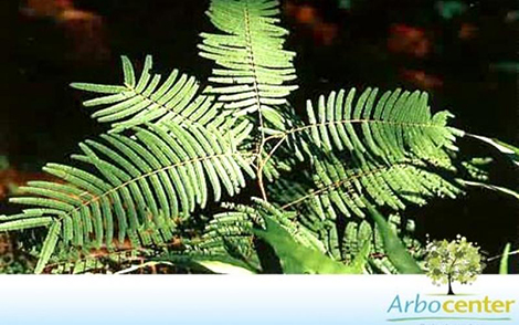 Sementes de Angico do Morro (Anadenanthera peregrina (L.) Speg.)