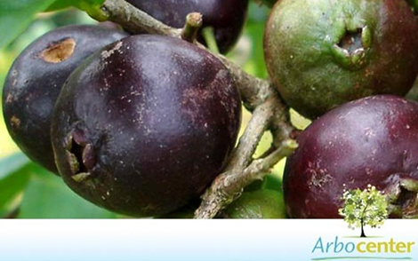 Sementes de Araçá Roxo (Psidium rufum D.C.)