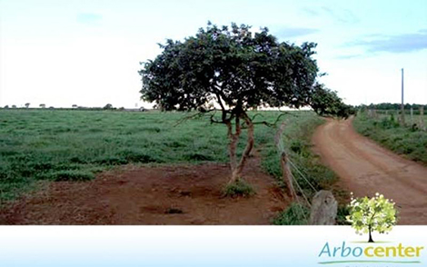 Sementes de Araçá Verdadeiro (Psidium araça Raddi)