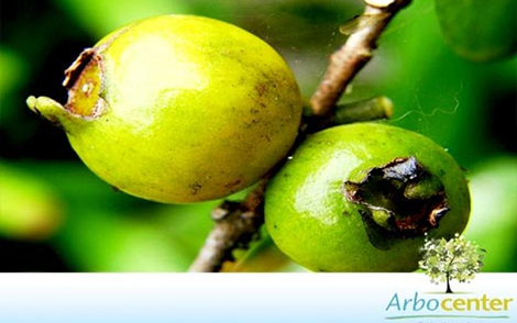 Sementes de Araçá Verdadeiro (Psidium araça Raddi)