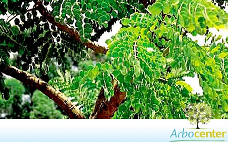 Sementes de Barbatimão Verdadeiro (Stryphnodendron adstringens (Mart.) Coville)