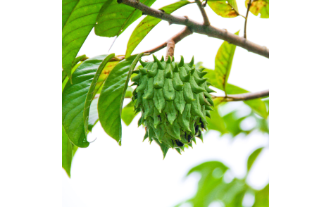 Fruto em desenvolvimento de Biribá