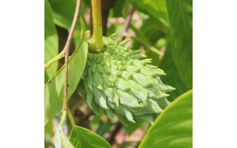 Fruto de Biribá