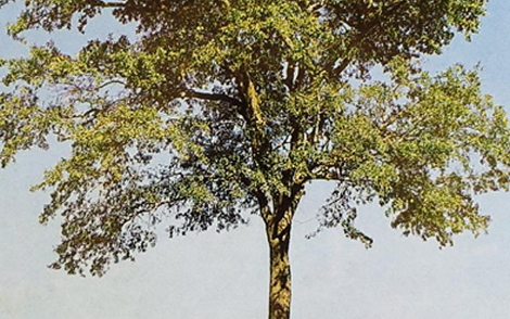 Arvore de Brauna