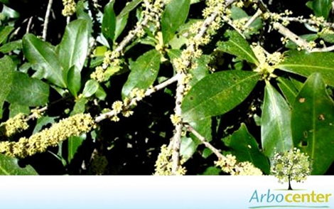 Sementes de Capororoca Vermelha (Rapanea ferruginea (Ruiz & Pav) Mez)