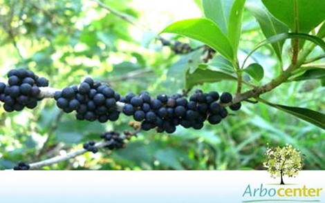 Sementes de Capororoca Vermelha (Rapanea ferruginea (Ruiz & Pav) Mez)