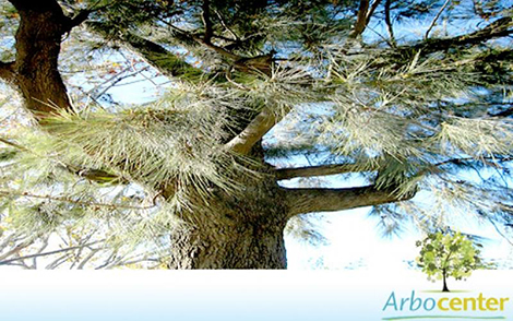 Sementes de Casuarina  (Casuarina cunninghamiana Miq.)