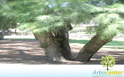 Sementes de Casuarina  (Casuarina cunninghamiana Miq.)