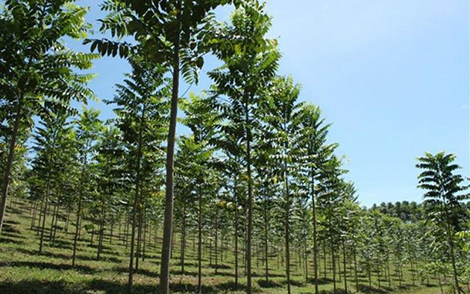 Cedro Australiano em fase de desenvolvimento (1 a 2 anos).