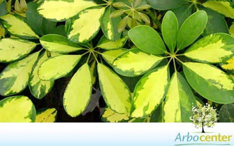 Sementes de Cheflera Pequena  (Schefflera arboricola (Hayata) Merr.)