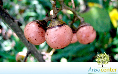 Sementes de Córdia Africana (Cordia abyssinica R. Br.)