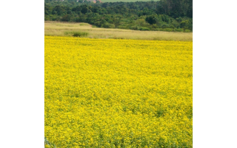 Florada em campo de crotalária juncea