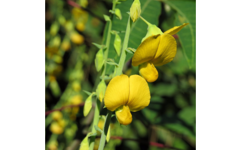 Flor de Crotalária Juncea