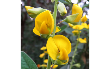 Conjunto de flores crotalária juncea