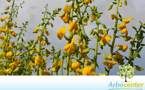 Crotalária Spectabilis (Crotalaria spectabilis Roth)