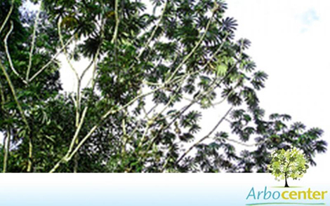 Sementes de Embauba Branca (Cecropia sciadophylla Mart.)