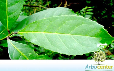 Sementes de Erva Mate  (Ilex paraguariensis A. St.- Hil.)