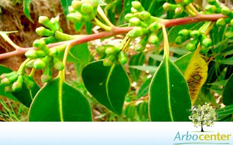 Sementes de Eucalipto Camaldulensis  (Eucalyptus camaldulensis)