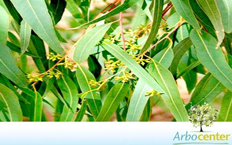 Sementes de Eucalipto Camaldulensis  (Eucalyptus camaldulensis)