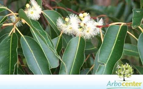 Sementes de Eucalipto Grandis  (Eucalyptus grandis)