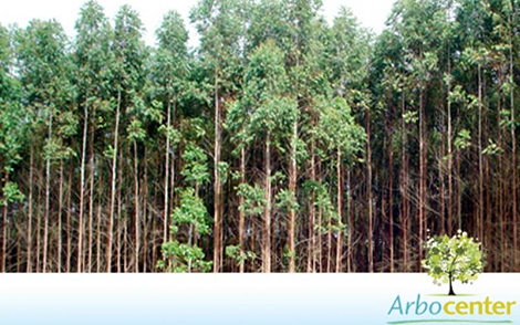 Sementes de Eucalipto Urograndis  (Eucalyptus grandis x Eucalyptus urophylla)