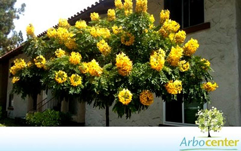 Sementes de Falso Barbatimão (Cassia leptophylla)
