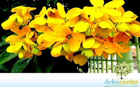 Sementes de Fedegoso (Senna macranthera (DC. ex Collad.) H. S. Irwin e Barneby)