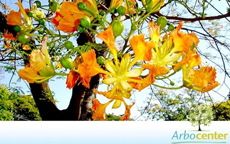 Sementes de Flamboyant Salmão (Delonix regia sp.)