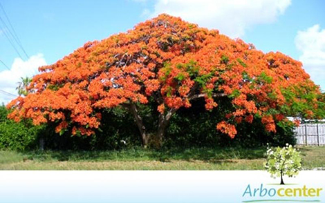 Sementes de Flamboyant Salmão (Delonix regia sp.)