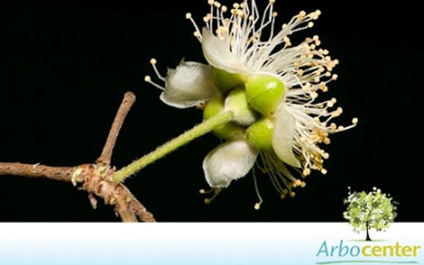 Sementes de Guabiju  (Myrcianthes pungens (O. Berg) D. Legrand)