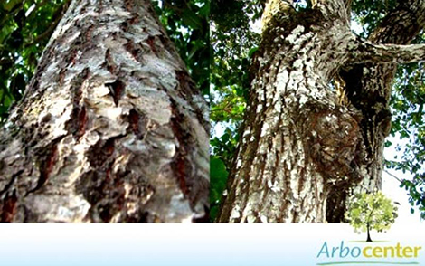 Sementes de Guanandi (Calophyllum brasiliense Cambess.)