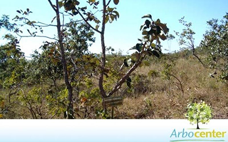 Sementes de Guatambu do Cerrado  (Aspidosperma macrocarpon Mart.)