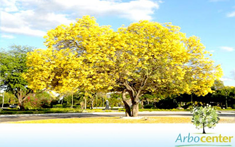Sementes de Ipê Amarelo do Cerrado (Tabebuia Aurea (Silva Manso) Benth. e Hook. f. ex. S. Moore)