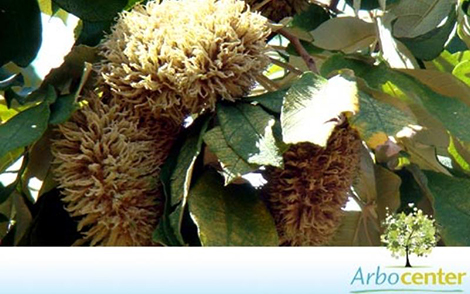 Sementes de Ipê Felpudo (Zeyheria tuberculosa (Vell.) Bureau)