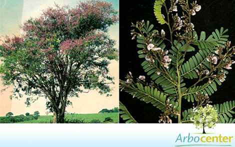 Sementes de Jacarandá Bico de Pato (Machaerium aculeatum Raddi.)