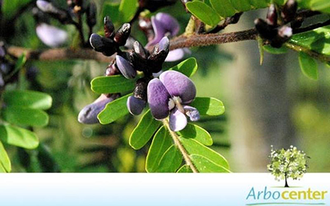 Sementes de Jacarandá Bico de Pato (Machaerium aculeatum Raddi.)