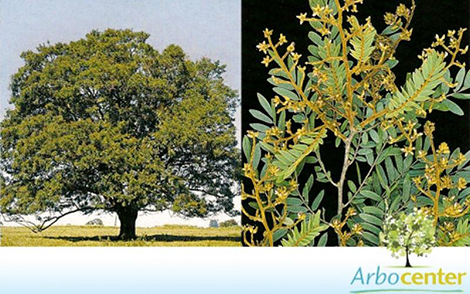 Sementes de Jacarandá Ferro  (Machaerium nictitans)